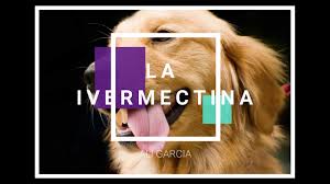 Si notas algún síntoma extraño en tu perro debes llevarlo al veterinario. Ivermectina En Perros Ali Garcia Vet Youtube