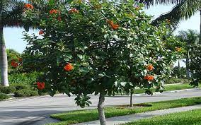 Check spelling or type a new query. Geiger Tree For Sale Naples