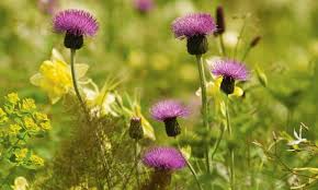 This weed preventer was recommended by a girlfriend from chicago. Gardens Weeds To Love And Loathe Gardens The Guardian