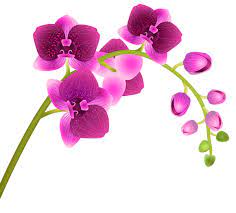 Orchid Flower Transparent Png Clip Art Image Simple Flower Drawing Flower Drawing Clip Art