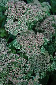 Image result for Sedum glomerifolium