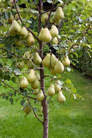 Check spelling or type a new query. 10 Fastest Growing Fruit Trees For Your Backyard Orchard Gardening Chores