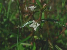 Image result for Oldenlandia herbacea