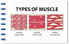 It constitutes much of the musculature of Premium Vector Image Of Smooth Muscle Cells