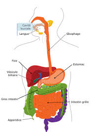 Naturellement présents dans notre corps, les probiotiques sont des organismes vivants (bactéries ou levures). Les Effets Des Probiotiques Et Prebiotiques Sur Le Microbiote Intestinal Blog Nutrimea