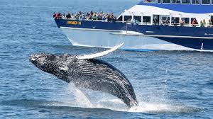 Image result for whale