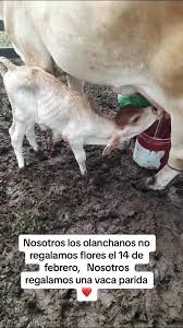 El Flaco Guillén (@reinel.guillen)'s video of 14 february gift