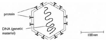 Image result for Carpodiptera africana