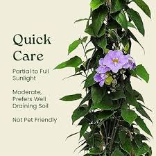 Image result for Thunbergia lancifolia