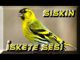 Iskete Sesi Ve Iskete Surusu Canli Kayit Youtube