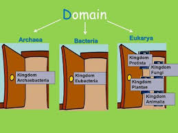 Domain Bacteria Eubacteria Domain Archea Archaebacteria Ppt Video Online Download