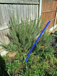 Image result for rosemary pruning