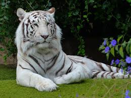 Maybe you would like to learn more about one of these? Is The Siberian Tiger White Tigers In The Wild