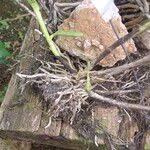 Image result for Polystachya albescens