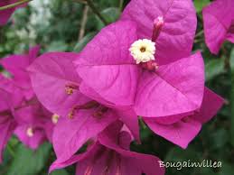 Maybe you would like to learn more about one of these? Perennial Flowering Vines Climbing Vines For Containers