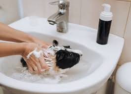 This type of diet can extend the lives of both cats and dogs and save millions of other animals each year. 7 Safe Effective Alternatives To Guinea Pig Shampoo Pet Keen