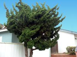 Hollywood Juniper Chinese Juniper Torulosa Juniperus Chinensis Pretty Plants Bog Garden Garden Inspiration