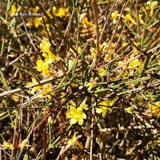 Fiori a grappoli giallo/verdognoli / arbusti ornamentali biella : Arbusti E Piccoli Alberi Gruppi Di Cammino Di Bollate