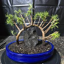 Image result for rosemary bonsai