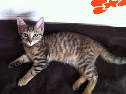 And bengal mix is a keyword (a word or phrase people use to search on the internet). Beautiful Tabby X Bengal Female Kitten For Sale Mexborough South Yorkshire Pets4homes