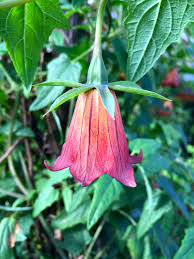 Image result for Canarina