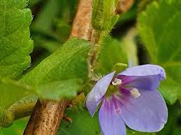 Image result for Veronica abyssinica