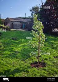 Image result for Triceratella drummondii