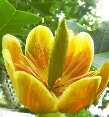 Image result for Magnoliaceae