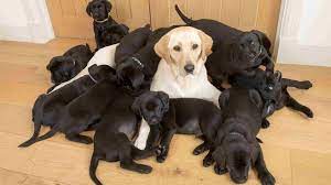 Labrador Hundin Bringt 13 Welpen Auf Einmal Zur Welt Doch Keiner Sieht Aus Wie Die Mama