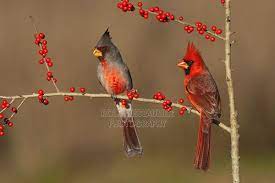 Desert Cardinal Cardinalis Sinuatus Cardinalis Sinuatus Male And Northern Cardinal Cardinalis Pet Birds Beautiful Birds Bird Photography