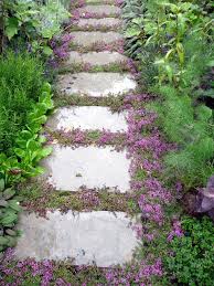 Ground cover plants cover bare soil in difficult areas, such as very sunny, dry, wet or shady sites. Creeping Thyme Easy Herbal Ground Cover Drought Tolerant Repels Insects And Can Even Be Used In Cooking Ground Cover Garden Walkway Ground Cover Plants