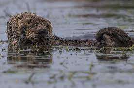 Whats Killing Sea Otters Scientists Pinpoint Parasite