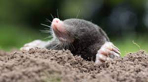 tips for identifying moles voles gophers