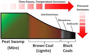 Coal Formation Energy Education