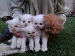 They are more than happy to spend the day cuddled up in your lap. Pure Persian Kittens Available For Sale 500 San Jose For Sale Bakersfield Pets Cats