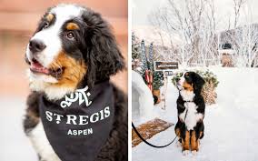 Maybe you would like to learn more about one of these? The St Regis Aspen Got A Bernese Mountain Dog Puppy And His Instagram Is Truly Winter Magic Travel Leisure