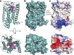 high resolution crystal structure of the human cb1 cannoid receptor nature