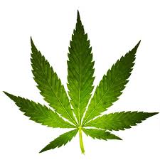 Resultado de imagen para cannabis