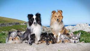 Only buy sheltie puppies from professional breeders who specialize in shetland sheepdogs. Shetland Sheepdog Breeders Us Directory