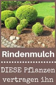 Leider bringt rindenmulch auch zahlreiche nachteile mit sich: Rindenmulch Selbst De Rindenmulch Pflanzen Vorgarten