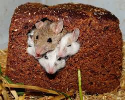 Mouse Proof Your Food Storage