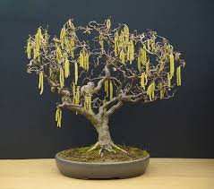 A wide variety of curly willow branches options are available to you Contorted Hazel Bonsai Bonsai Bonsai Tree Hazelnut Tree