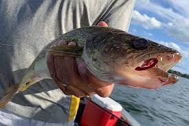 baits rigs for summer walleye fishing