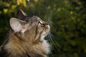 He figures in fairy tales and legends, one being that the norse goddess freya's chariot is pulled by six giant cats. Norwegian Forest Cat The Ultimate Guide To Their History Types Characteristics Temperament And Care Kitty Wise