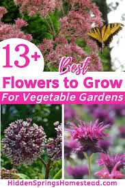 31 Best Flowers To Grow For Vegetable