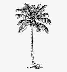 Click the coconut tree coloring pages to view printable version or color it online (compatible with ipad and android tablets). Coconut Palm Clip Art Coconut Tree Outline 336x596 Png Download Pngkit