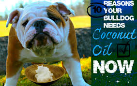 There hair has a soft texture and is shorter than many other changes in shedding of the english bulldogs hair can signal that they are not getting enough clean water on a regular basis. Get Your Bulldog On Coconut Oil And Don T Look Back