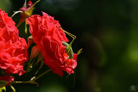 red roses with grhopper background