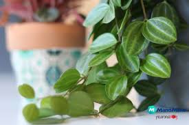 Trova una vasta selezione di piante finte pendenti a prezzi vantaggiosi su ebay. 5 Piante Pendenti Da Interno Per La Tua Casa Mani All Opera