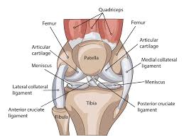 Posted on 17 october 2020 by admin. Knee Anatomy Including Ligaments Cartilage And Meniscus